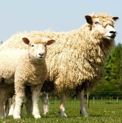 The benefits of wool duvets and pillows
