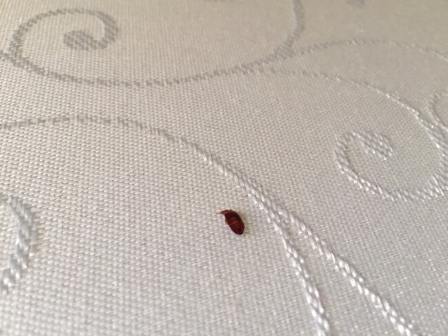 Bed Bug Facts